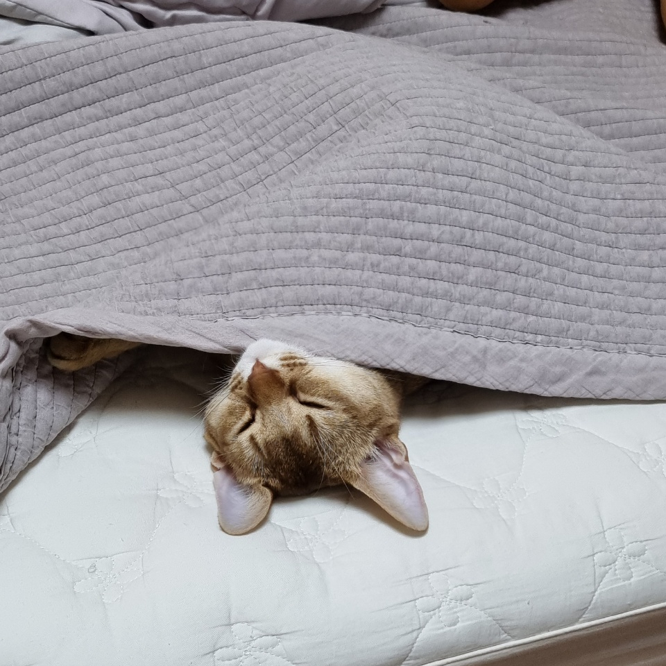 고양이가 침대 덮개 밑을 비집고 들어가 얼굴만 내밀고 자는 모습.